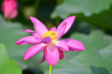 Blooming lotus flowers in the park