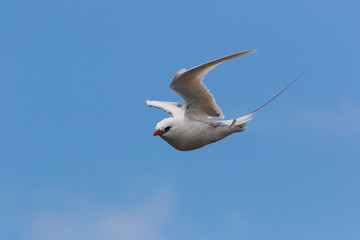 Red Tailed Tropicbird in Australia