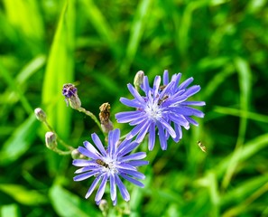bee on flower