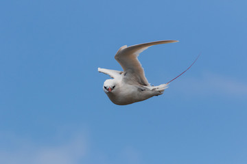 Red Tailed Tropicbird in Australia