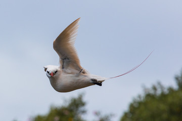 Red Tailed Tropicbird in Australia