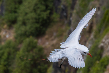 Red Tailed Tropicbird in Australia