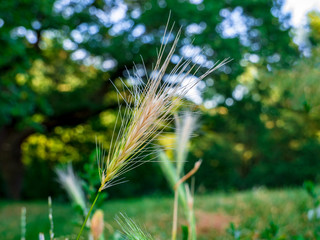 Ear of grass swinging in the wind - in background blurred trees and shrubs