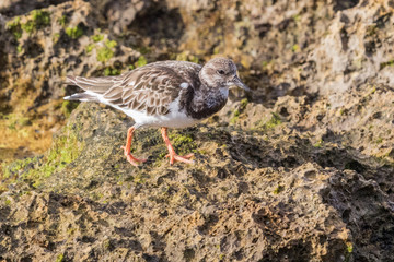 Ruddy Turnstone