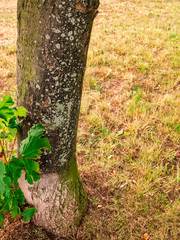 Tree trunk with moss and lichen on dry meadow
