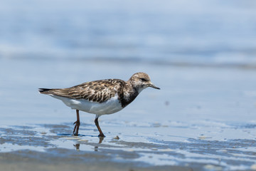 Ruddy Turnstone
