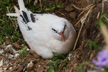 Red Tailed Tropicbird in Australia