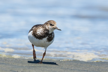 Ruddy Turnstone