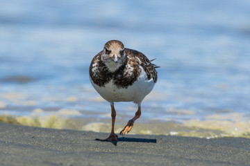 Ruddy Turnstone