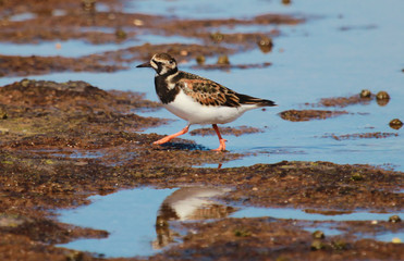 Ruddy Turnstone