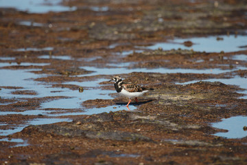 Ruddy Turnstone