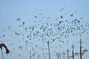 Oil pump and a beautiful bird
