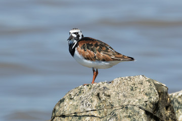 Ruddy Turnstone