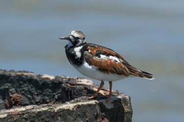 Ruddy Turnstone