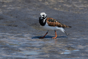 Ruddy Turnstone