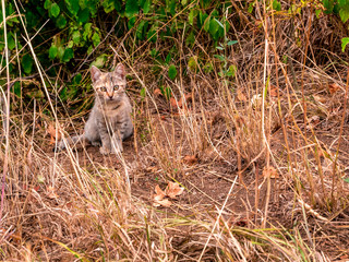 A small cute cream-colored kitten sits in a high dry grass near the bushes
