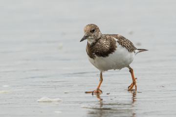 Ruddy Turnstone