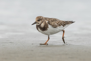 Ruddy Turnstone