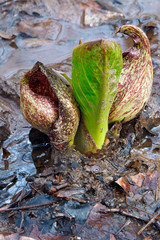 Eastern skunk cabbage (Symplocarpus foetidus). Known as Swamp cabbage, Clumpfoot cabbage, Meadow cabbage, Foetid pothos and Polecat weed also.