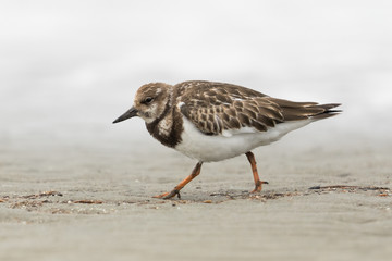 Ruddy Turnstone