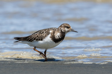 Ruddy Turnstone
