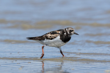 Ruddy Turnstone