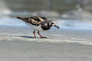Ruddy Turnstone