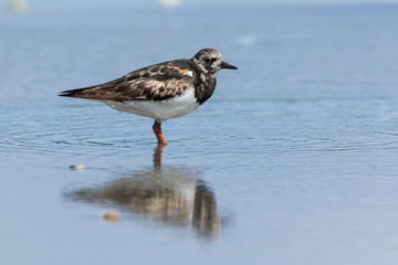 Ruddy Turnstone