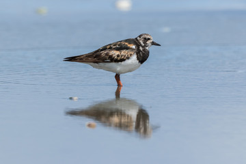 Ruddy Turnstone