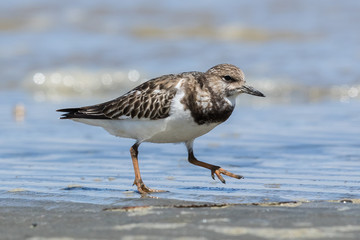 Ruddy Turnstone