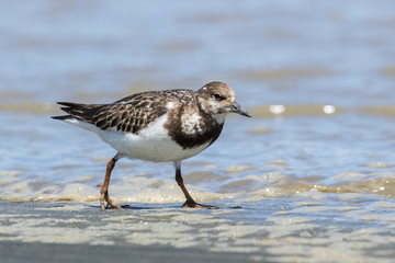 Ruddy Turnstone