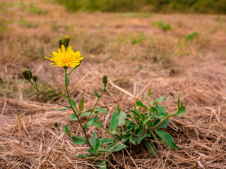 Oriental Salsify flower(Tragopogon orientalis) - also known as meadow goat's-beard. View of flower...