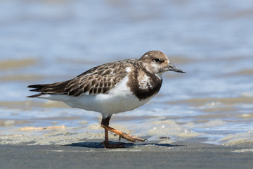 Ruddy Turnstone