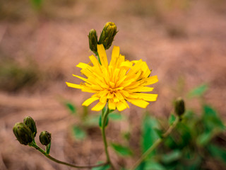 Oriental Salsify flower(Tragopogon orientalis) - also known as meadow goat's-beard. Close-up view...