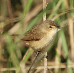 Australian Reed Warbler