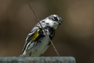 Myrtle Warbler in Pennsylvania