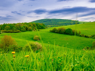 Beautiful landscape with meadow and dandelions in the foreground and hills with woods in the background