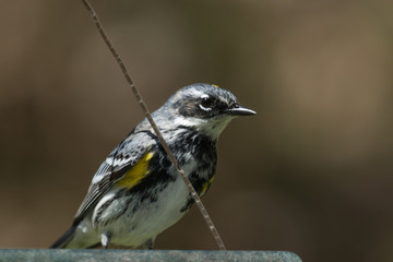 Myrtle Warbler in Pennsylvania