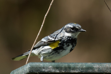 Myrtle Warbler in Pennsylvania
