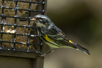 Myrtle Warbler in Pennsylvania