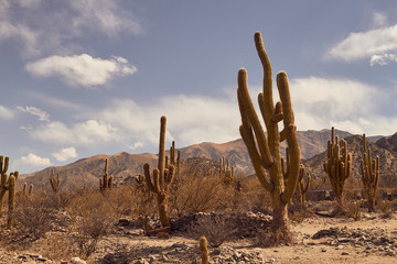 cactus argentina cielo verano