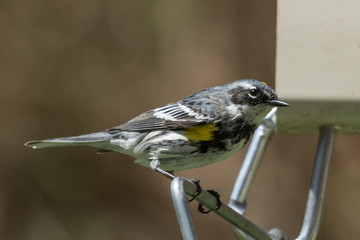 Myrtle Warbler in Pennsylvania
