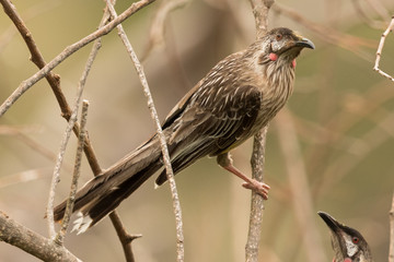 Red Wattlebird in Australia