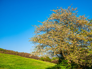 Fototapeta premium Blooming wild cherry tree at the foot of a hill with meadow