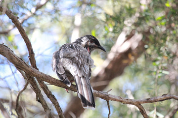 Red Wattlebird in Australia