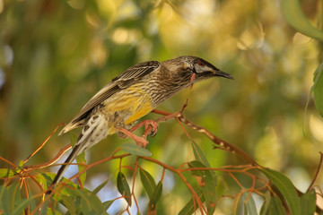 Red Wattlebird in Australia