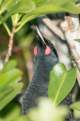 Saddleback Endemic Wattlebird of New Zealand
