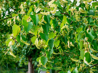 Linden (Tilia cordata) branch with berries