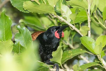 Saddleback Endemic Wattlebird of New Zealand