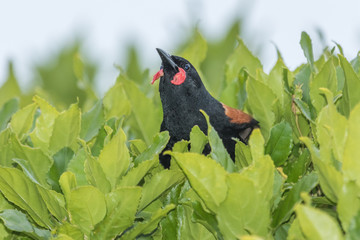 Saddleback Endemic Wattlebird of New Zealand